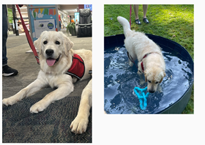 Meredith, 4 Paws for Ability Pup in Training Meredith, 4 Paws for Ability Pup in Training